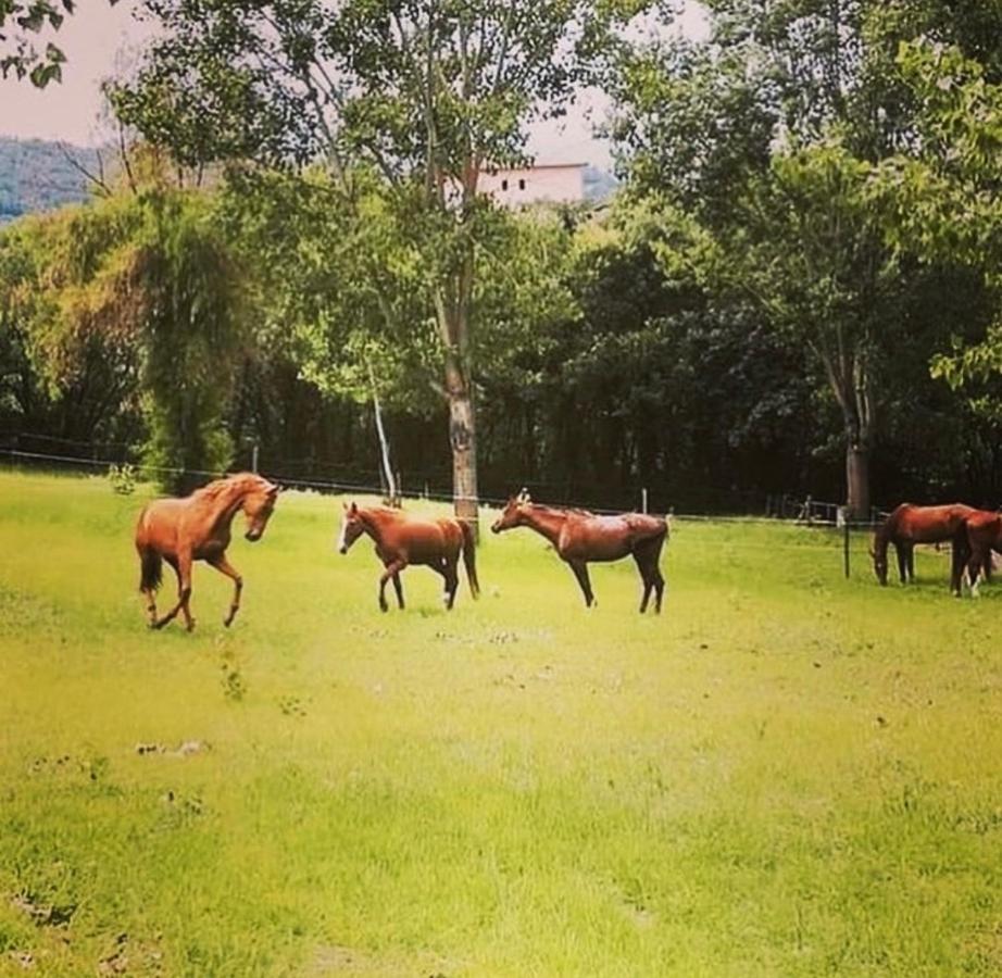 圣尼古拉曼弗雷迪Il Nido Della Colombaia住宿加早餐旅馆 外观 照片